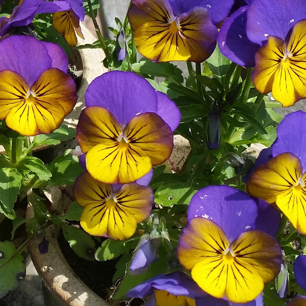 33163208_2095485027147943_4325188043104321536_o